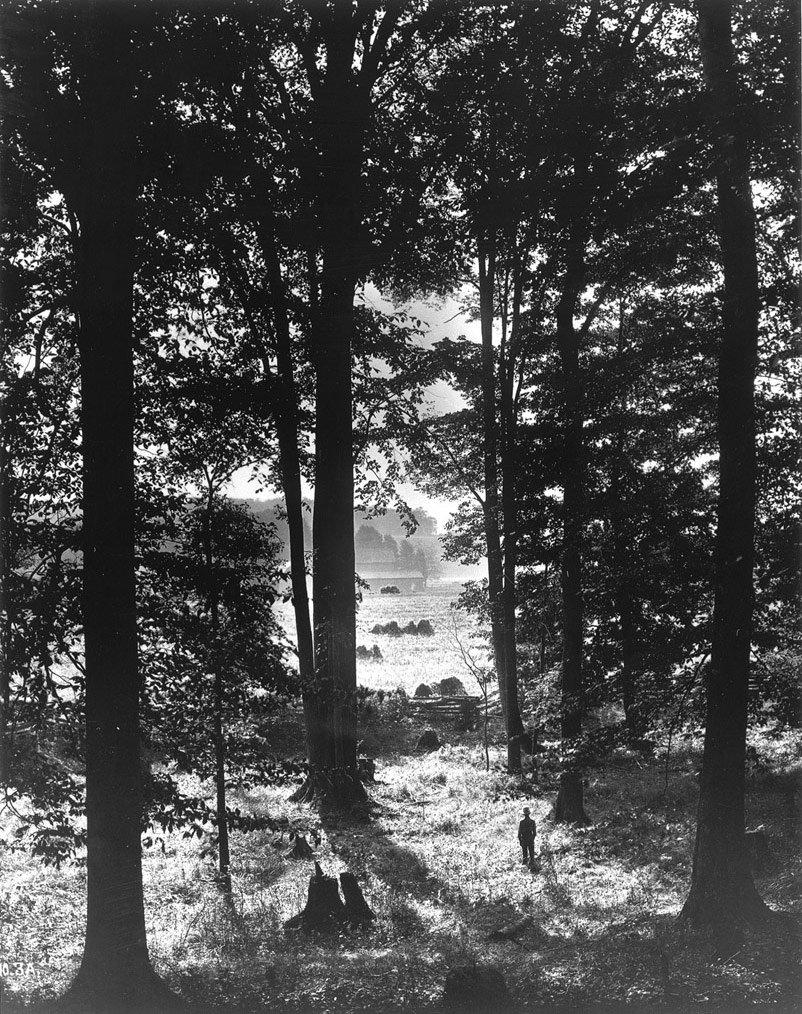Black-and-white historical photograph of trees in the Sacred Grove